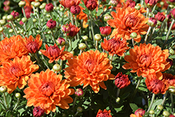 Autumn Spice Igloo Chrysanthemum (Chrysanthemum 'Autumn Spice Igloo') at Tree Top Nursery & Landscaping