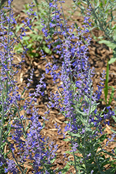 Bluesette Russian Sage (Perovskia atriplicifolia 'Bluesette') at Tree Top Nursery & Landscaping