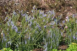 Blue Skywalker Speedwell (Veronica 'Blue Skywalker') at Tree Top Nursery & Landscaping