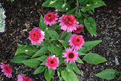 Double Scoop Watermelon Deluxe Coneflower (Echinacea 'Balscmelux') at Tree Top Nursery & Landscaping