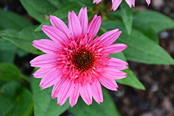 Double Scoop Watermelon Deluxe Coneflower (Echinacea 'Balscmelux') at Tree Top Nursery & Landscaping