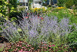 Russian Sage (Perovskia atriplicifolia) at Tree Top Nursery & Landscaping