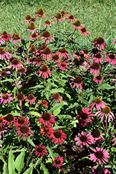 Glowing Dream Coneflower (Echinacea 'Glowing Dream') at Tree Top Nursery & Landscaping