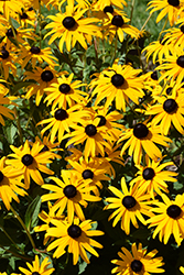 Goldsturm Coneflower (Rudbeckia fulgida 'Goldsturm') at Tree Top Nursery & Landscaping