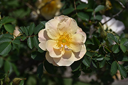 Above And Beyond Rose (Rosa 'ZLEeltonStrack') at Tree Top Nursery & Landscaping