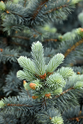 Avatar Blue Spruce (Picea pungens 'Avatar') at Tree Top Nursery & Landscaping