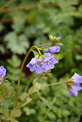 Blue Pearl Jacob's Ladder (Polemonium caeruleum 'Blue Pearl') at Tree Top Nursery & Landscaping