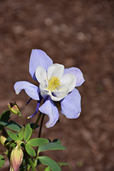 Earlybird Blue and White Columbine (Aquilegia 'PAS1258485') at Tree Top Nursery & Landscaping