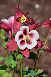Earlybird Red and White Columbine (Aquilegia 'PAS1258484') at Tree Top Nursery & Landscaping