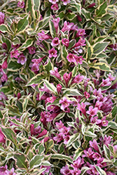 My Monet Purple Effect Weigela (Weigela florida 'Verweig8') at Tree Top Nursery & Landscaping
