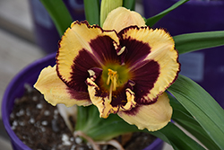 Calico Jack Daylily (Hemerocallis 'Calico Jack') at Tree Top Nursery & Landscaping