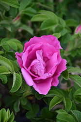 Foxi Pavement Rose (Rosa 'Foxi Pavement') at Tree Top Nursery & Landscaping