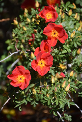 Austrian Copper Rose (Rosa foetida 'Bicolor') at Tree Top Nursery & Landscaping