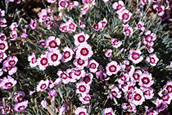 Mountain Frost Ruby Snow Pinks (Dianthus 'KonD1400K4') at Tree Top Nursery & Landscaping