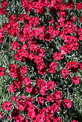 Mountain Frost Red Garnet Pinks (Dianthus 'Red Garnet') at Tree Top Nursery & Landscaping