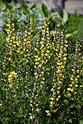 Decadence Lemon Meringue False Indigo (Baptisia 'Lemon Meringue') at Tree Top Nursery & Landscaping