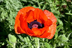 Orange Scarlet Poppy (Papaver orientale 'Orange Scarlet') at Tree Top Nursery & Landscaping