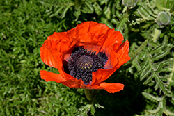 Beauty of Livermere Poppy (Papaver orientale 'Beauty of Livermere') at Tree Top Nursery & Landscaping