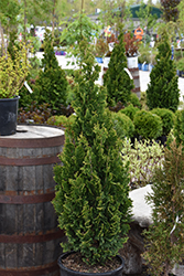 Zmatlik Arborvitae (Thuja occidentalis 'Zmatlik') at Tree Top Nursery & Landscaping