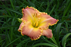 Jekyll Island Daylily (Hemerocallis 'Jekyll Island') at Tree Top Nursery & Landscaping