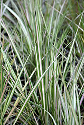 Lightning Strike Variegated Reed Grass (Calamagrostis x acutiflora 'Lightning Strike') at Tree Top Nursery & Landscaping