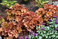 Northern Exposure Amber Coral Bells (Heuchera 'TNHEUNEA') at Tree Top Nursery & Landscaping