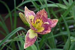 Catcher In The Eye Daylily (Hemerocallis 'Catcher In The Eye') at Tree Top Nursery & Landscaping