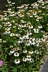 PowWow White Coneflower (Echinacea purpurea 'PowWow White') at Tree Top Nursery & Landscaping