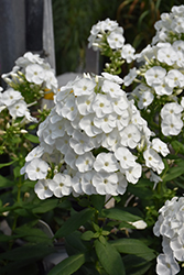 Luminary Backlight Garden Phlox (Phlox paniculata 'Backlight') at Tree Top Nursery & Landscaping