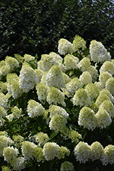 Limelight Prime Hydrangea (Hydrangea paniculata 'SMNHPPH') at Tree Top Nursery & Landscaping
