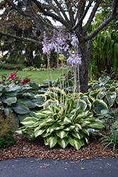 Shadowland Miss America Hosta (Hosta 'Miss America') at Tree Top Nursery & Landscaping