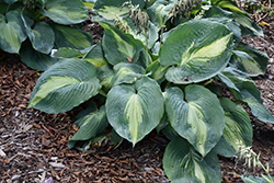 Shadowland Hudson Bay Hosta (Hosta 'Hudson Bay') at Tree Top Nursery & Landscaping