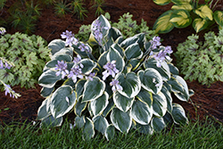 First Frost Hosta (Hosta 'First Frost') at Tree Top Nursery & Landscaping