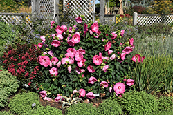 Airbrush Effect Hibiscus (Hibiscus 'Airbrush Effect') at Tree Top Nursery & Landscaping