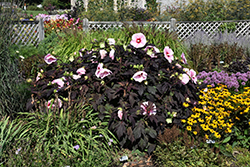 Starry Starry Night Hibiscus (Hibiscus 'Starry Starry Night') at Tree Top Nursery & Landscaping