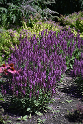 Pink Profusion Meadow Sage (Salvia nemorosa 'Pink Profusion') at Tree Top Nursery & Landscaping