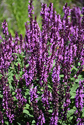 Pink Profusion Meadow Sage (Salvia nemorosa 'Pink Profusion') at Tree Top Nursery & Landscaping