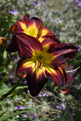 Persian Ruby Daylily (Hemerocallis 'Persian Ruby') at Tree Top Nursery & Landscaping