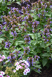 Prelude Blue Catmint (Nepeta subsessilis 'Balneplud') at Tree Top Nursery & Landscaping