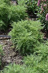 SunFern Arcadia Russian Wormwood (Artemisia gmelinii 'Balfernarc') at Tree Top Nursery & Landscaping