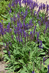 Blue By You Meadow Sage (Salvia nemorosa 'Balsalbyu') at Tree Top Nursery & Landscaping