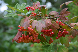 Wentworth Highbush Cranberry (Viburnum trilobum 'Wentworth') at Tree Top Nursery & Landscaping