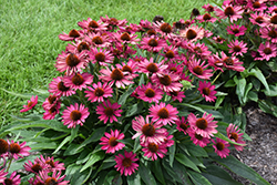 Kismet Raspberry Coneflower (Echinacea 'TNECHKR') at Tree Top Nursery & Landscaping