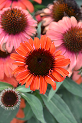 Eye-Catcher Tanager Coneflower (Echinacea 'Tanager') at Tree Top Nursery & Landscaping
