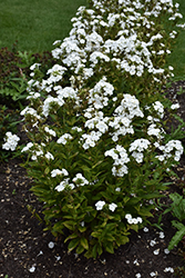 Luminary Backlight Garden Phlox (Phlox paniculata 'Backlight') at Tree Top Nursery & Landscaping