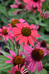 Glowing Dream Coneflower (Echinacea 'Glowing Dream') at Tree Top Nursery & Landscaping