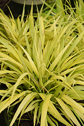 All Gold Hakone Grass (Hakonechloa macra 'All Gold') at Tree Top Nursery & Landscaping