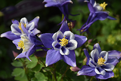 Earlybird Blue and White Columbine (Aquilegia 'PAS1258485') at Tree Top Nursery & Landscaping