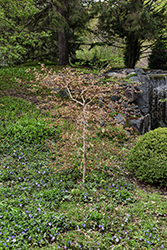 Ice Dragon Maple (Acer 'IsliD') at Tree Top Nursery & Landscaping