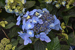 Pop Star Hydrangea (Hydrangea macrophylla 'BAILMACSIX') at Tree Top Nursery & Landscaping